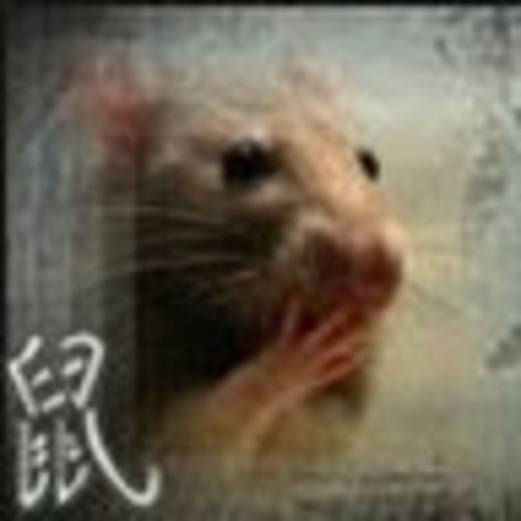 ratofsumatra